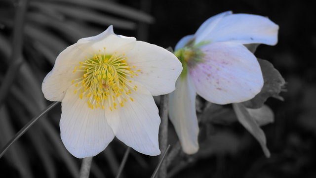Christrose, Schneerose, s/w, Bl&uuml;te herausgestellt