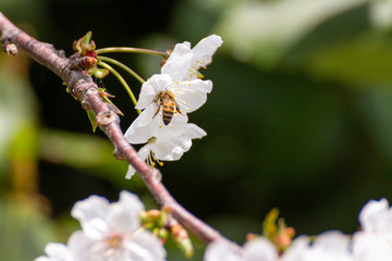 Bees never tire of collecting pollen from cherry blossoms.