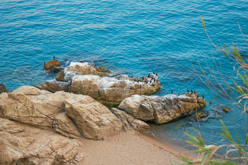 A flock of cormorants sits on stones near the sea. The rocky coast attracts birds.