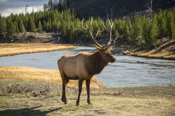 Bull Elk near stream in mountains