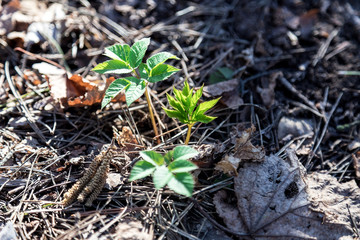 Coming of spring. A young green sprout is emerging from old last year's leaves. New life in the forest. The natural background. Beautiful blur.