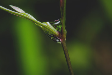 Rainwater droplets on the small grass branches