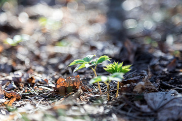 Coming of spring. A young green sprout is emerging from old last year's leaves. New life in the forest. The natural background. Beautiful blur.