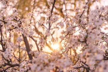 cherry flowers at sunrise