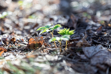Coming of spring. A young green sprout is emerging from old last year's leaves. New life in the forest. The natural background. Beautiful blur.