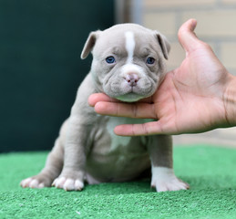  a strong american bully dog