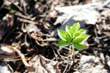 Coming of spring. A young green sprout is emerging from old last year's leaves. New life in the forest. The natural background. Beautiful blur.