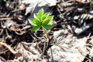 Natural background top view. Young green sprouts emerged from the fallen leaves of last year. Bright green in the clearing.