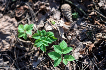 Natural background top view. Young green sprouts emerged from the fallen leaves of last year. Bright green in the clearing.