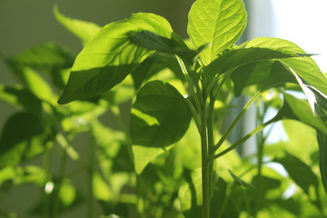 green leaves background
