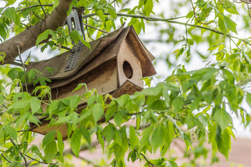 An old birdhouse in the canopy of a hawthorn tree 