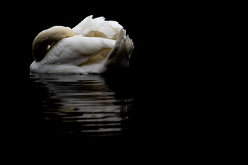 Black and white swan alone abstract © Raoul