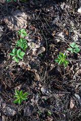 Natural background top view. Young green sprouts emerged from the fallen leaves of last year. Bright green in the clearing.