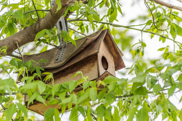 An old birdhouse in the canopy of a hawthorn tree 