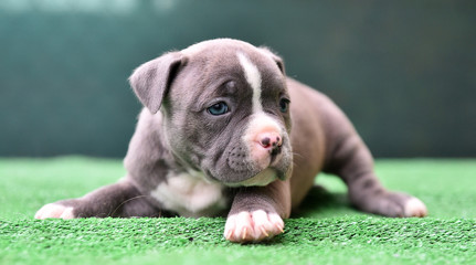 a puppy american bully dog
