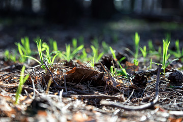 Spring sun rays illuminate the green young grass. The spring came. Light leaves on a dark background. The young on the old.