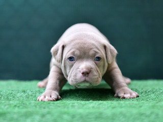 a puppy american bully dog