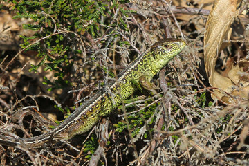 Sand lizard in undergrowth on the Dutch north sea coast dune region near The Hague