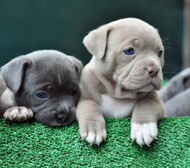  a little american bully dog 