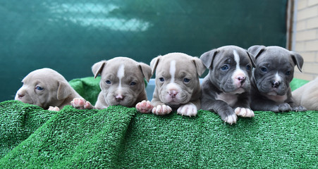 pequeños cachorros