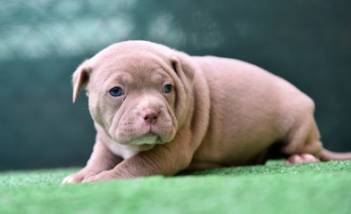  a little american bully dog 