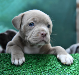  a little american bully dog 
