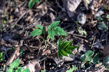 Natural background top view. Young green sprouts emerged from the fallen leaves of last year. Bright green in the clearing.