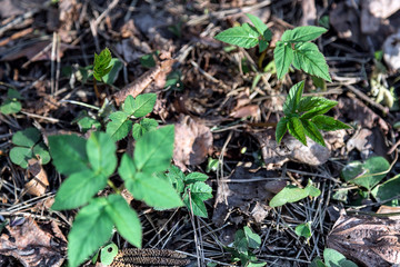 Natural background top view. Young green sprouts emerged from the fallen leaves of last year. Bright green in the clearing.
