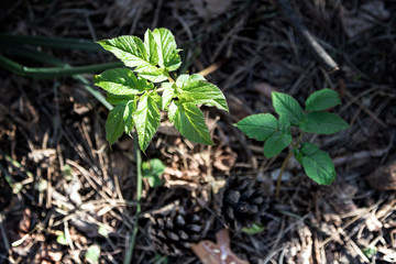Coming of spring. A young green sprout is emerging from old last year's leaves. New life in the forest. The natural background. Beautiful blur.