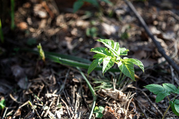 Coming of spring. A young green sprout is emerging from old last year's leaves. New life in the forest. The natural background. Beautiful blur.
