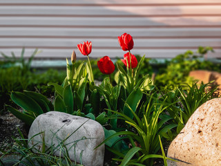 Three red tulips in the flowerbed near the wall of the house on a sunny day.