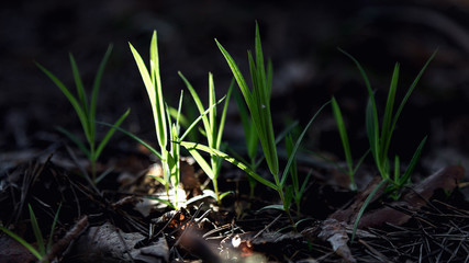 Spring sun rays illuminate the green young grass. The spring came. Light leaves on a dark background. The young on the old.