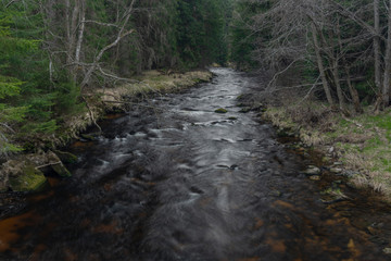 Studena Vltava river in national park Sumava in sunny spring day