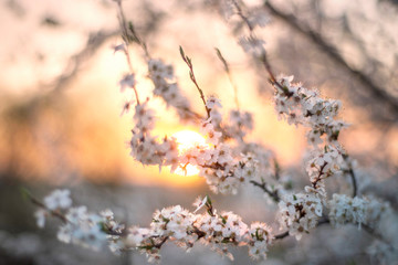 cherry flowers at sunrise