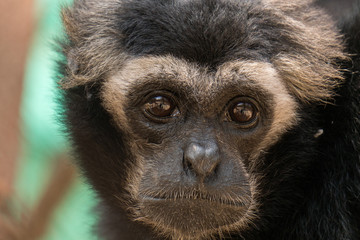 Pileated Gibbon at Phnom Tamao Zoological Park and Wildlife Rescue Center, Cambodia