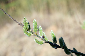 Willow blooms with the arrival of spring. Buds bloom on trees. The warm rays of the spring sun.