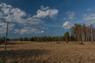 Spruce and birch green tree with blue sky and white clouds in spring day