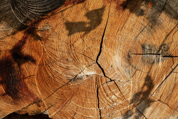 Natural wood trunk segment surface texture background