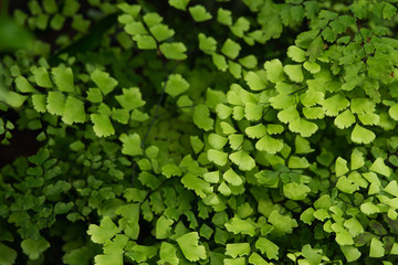 Obraz premium Creeping jenny