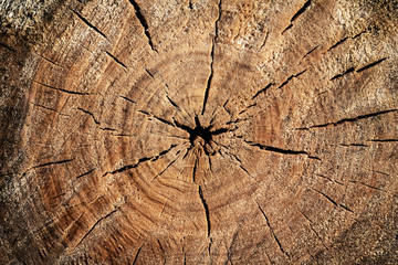 Natural wood trunk segment surface texture background