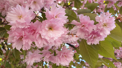 pink cherry blossom flowers
