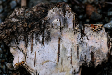 ein Stück Rinde im Wald