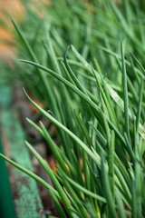 Onion