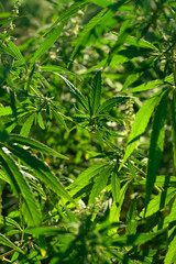 Abstract view of a green hemp field with selective focus