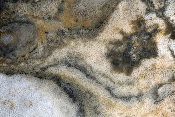 Texture of white-brown fossilized coral substituted with quartz