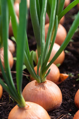 Fototapeta premium Onion