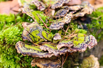 ein Pilz am Baum bedeckt mit Nadeln