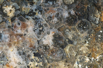 Close-up texture of fossilized coral of quartz-chalcedony composition
