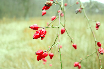 ein Strauch mit roten Hagebutten