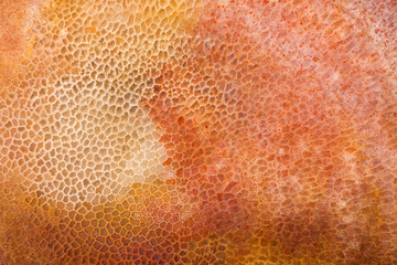 Close-up yellow-red colors texture of a fossilized sea sponge with a cellular structure